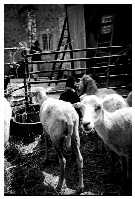 Brownie_Six-20-F_005-R